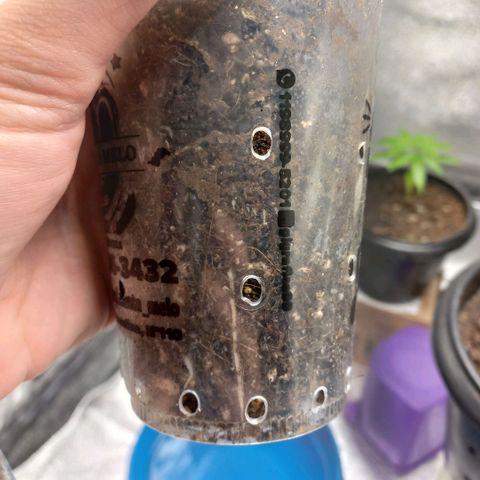 Genética desconhecida growlog photo: Coloquei no saco plastico hoje pra vedar a luz nas raizes
