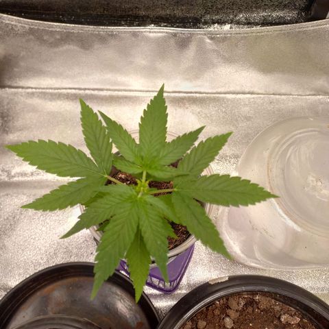 Genética desconhecida growlog photo: Um dia apos poda fim