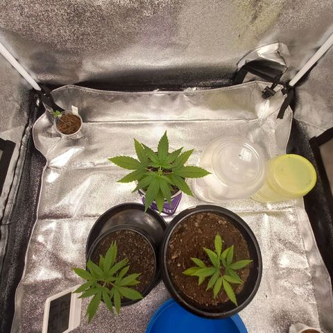 Genética desconhecida growlog timeline photo