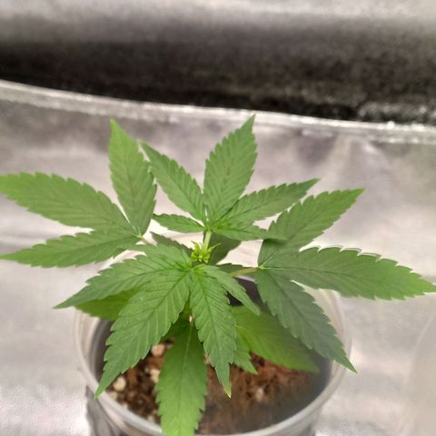 Genética desconhecida growlog timeline photo