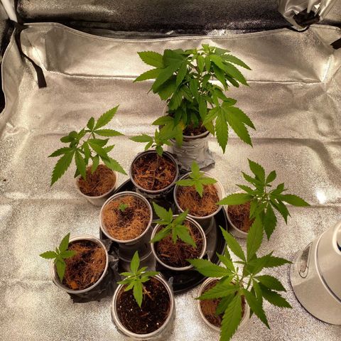 Genética desconhecida growlog photo: Tropinha