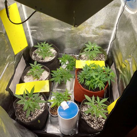 Genética desconhecida growlog timeline photo