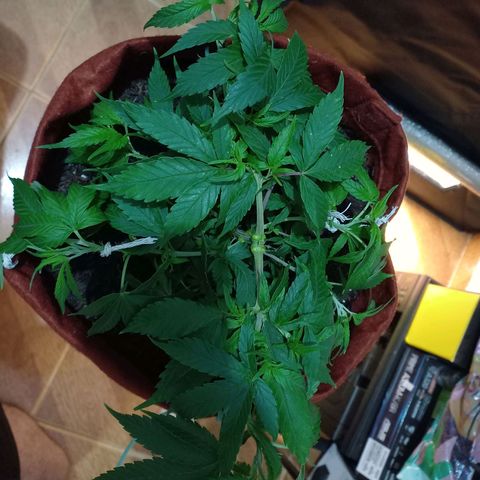 Genética desconhecida growlog photo: Lst e desfoliacao