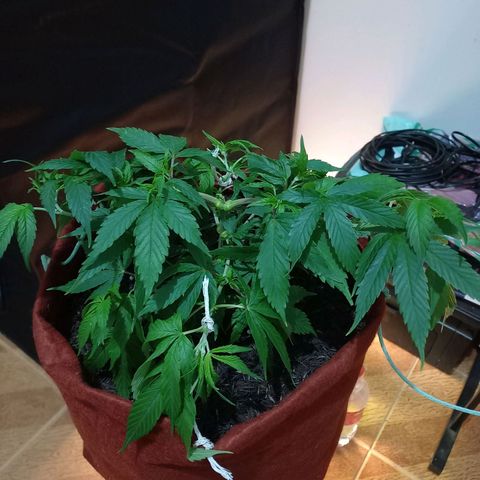Genética desconhecida growlog photo: Lst e desfoliacao