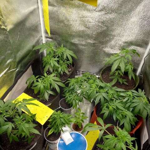 Genética desconhecida growlog photo: Rega com shield mais bomb fruit. Limpeza grow. Controle de pragas gnats com casca de arroz e oleo de neem