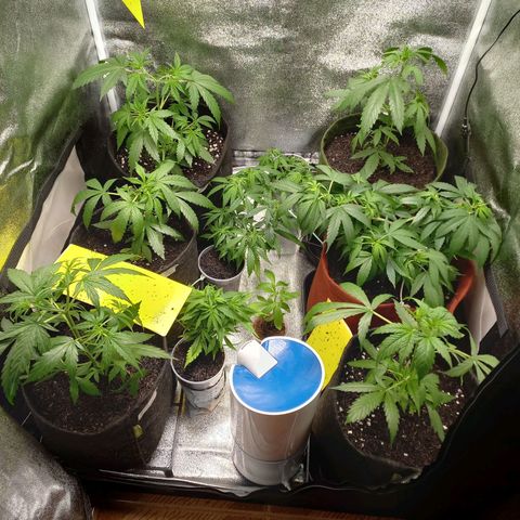 Genética desconhecida growlog photo: Rega com shield mais bomb fruit. Limpeza grow. Controle de pragas gnats com casca de arroz e oleo de neem