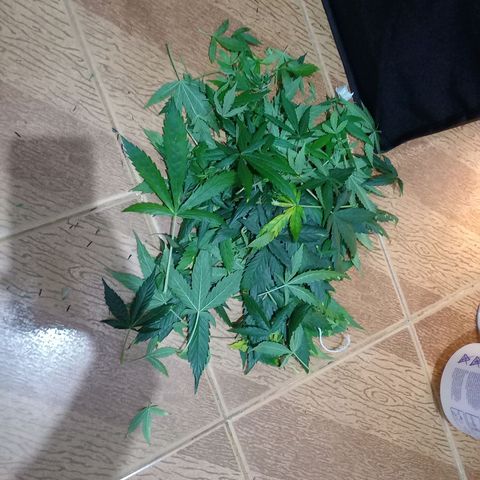 Genética desconhecida growlog photo: Desfoliacao e lst