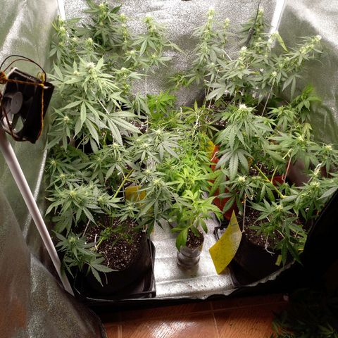 Genética desconhecida growlog photo: Desfoliacao e lst