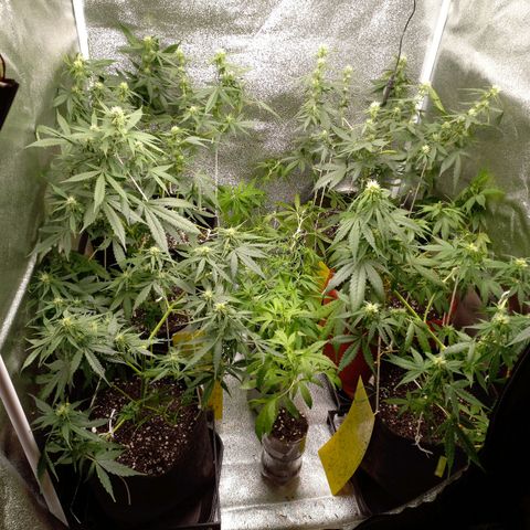 Genética desconhecida growlog photo: Desfoliacao e lst