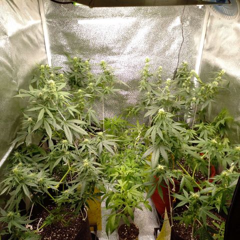 Genética desconhecida growlog photo: Desfoliacao e lst