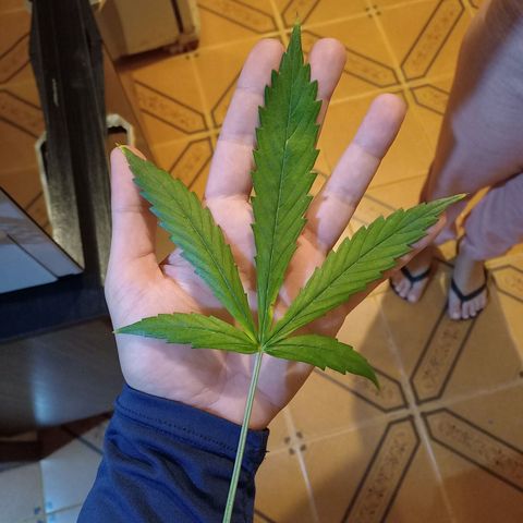 Genética desconhecida growlog photo: Desfoliacao e lst