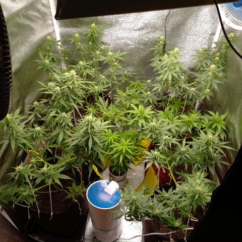 Genética desconhecida growlog photo: 12/12
