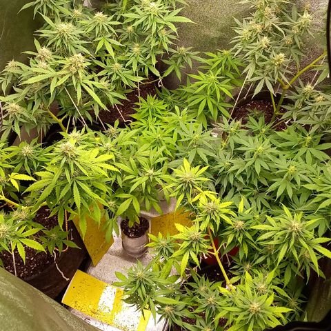 Genética desconhecida growlog timeline photo