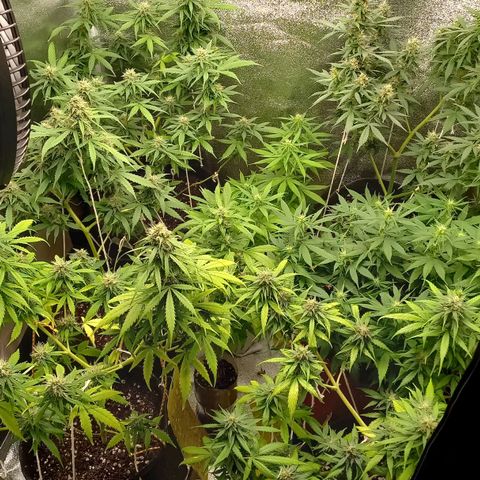 Genética desconhecida growlog timeline photo