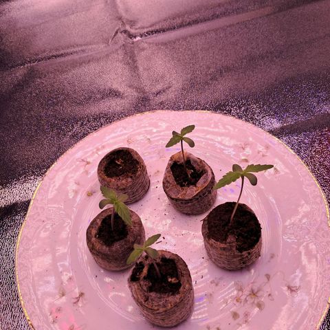 Blueberry Zkittlez Automatic growlog timeline photo