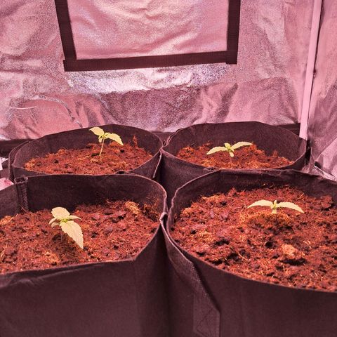 Blueberry Zkittlez Automatic growlog timeline photo