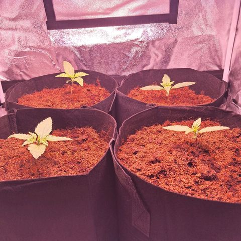Blueberry Zkittlez Automatic growlog timeline photo