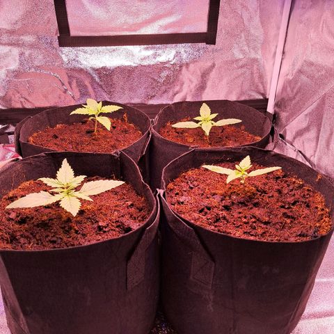 Blueberry Zkittlez Automatic growlog timeline photo