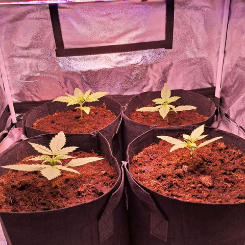 Blueberry Zkittlez Automatic growlog timeline photo