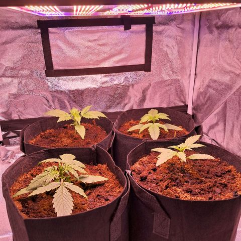 Blueberry Zkittlez Automatic growlog timeline photo