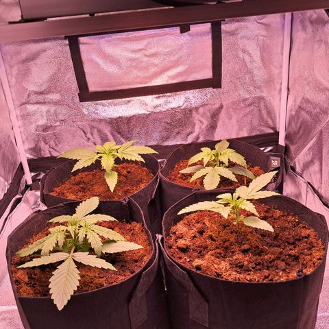 Blueberry Zkittlez Automatic growlog timeline photo