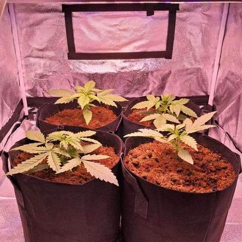 Blueberry Zkittlez Automatic growlog timeline photo