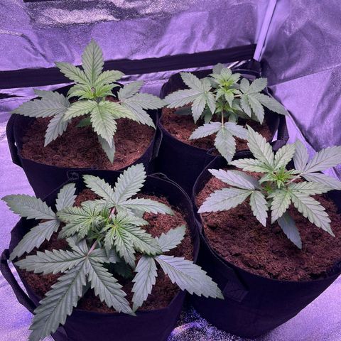 Blueberry Zkittlez Automatic growlog timeline photo