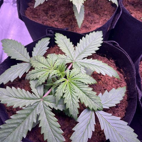 Blueberry Zkittlez Automatic growlog timeline photo