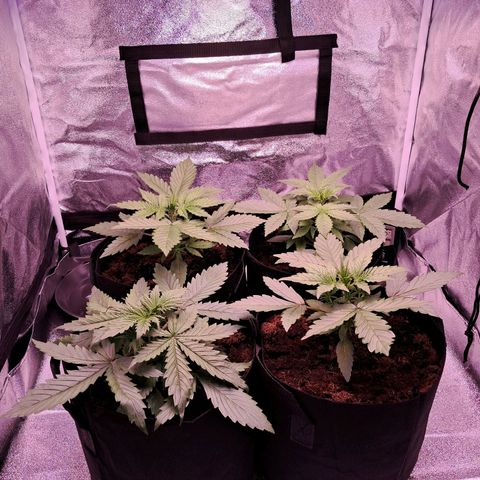 Blueberry Zkittlez Automatic growlog timeline photo