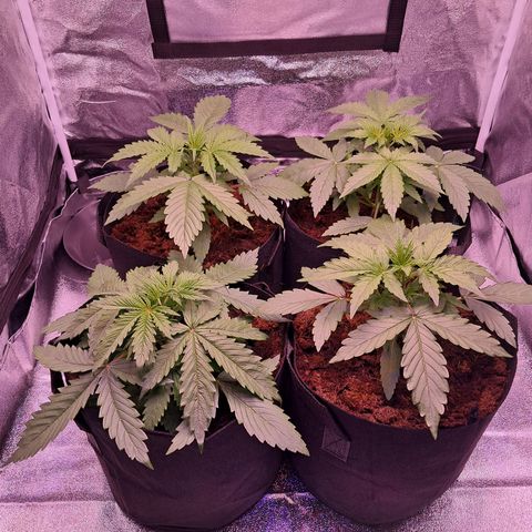 Blueberry Zkittlez Automatic growlog timeline photo
