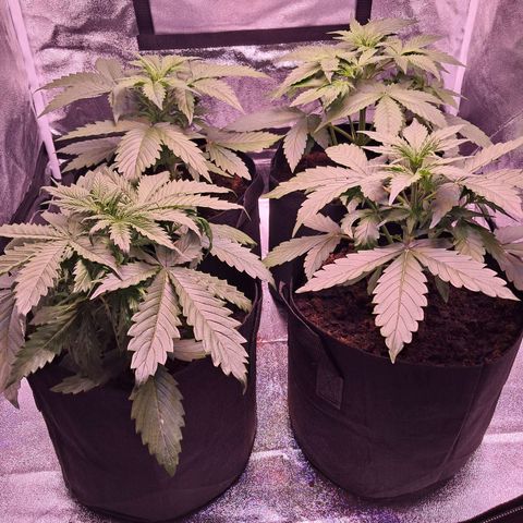 Blueberry Zkittlez Automatic growlog timeline photo