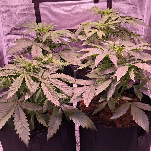 Blueberry Zkittlez Automatic growlog timeline photo