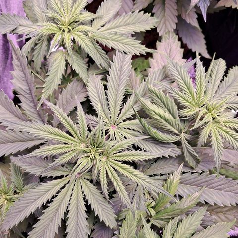 Blueberry Zkittlez Automatic growlog photo: Blüten entwickeln sich langsam