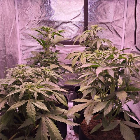 Blueberry Zkittlez Automatic growlog photo: Blüten entwickeln sich langsam