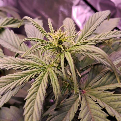 Blueberry Zkittlez Automatic growlog photo: Blüten entwickeln sich langsam