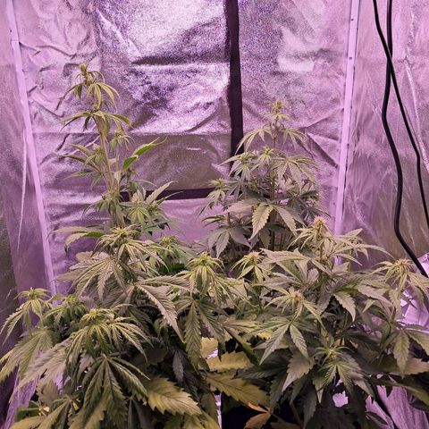 Blueberry Zkittlez Automatic growlog timeline photo