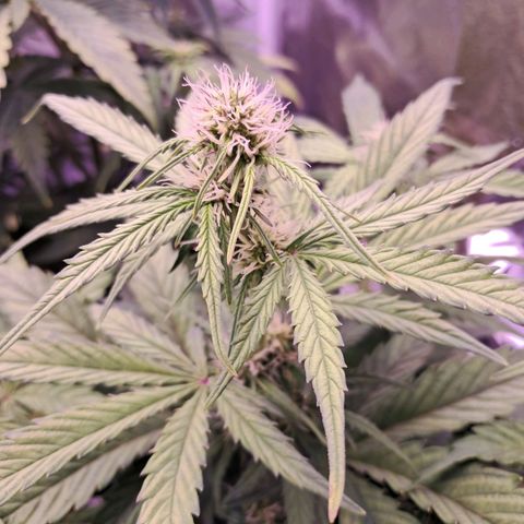 Blueberry Zkittlez Automatic growlog timeline photo