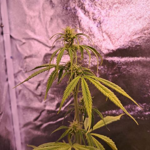 Blueberry Zkittlez Automatic growlog timeline photo