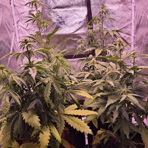 Blueberry Zkittlez Automatic growlog timeline photo