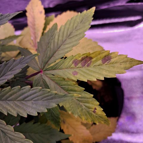 Blueberry Zkittlez Automatic growlog timeline photo