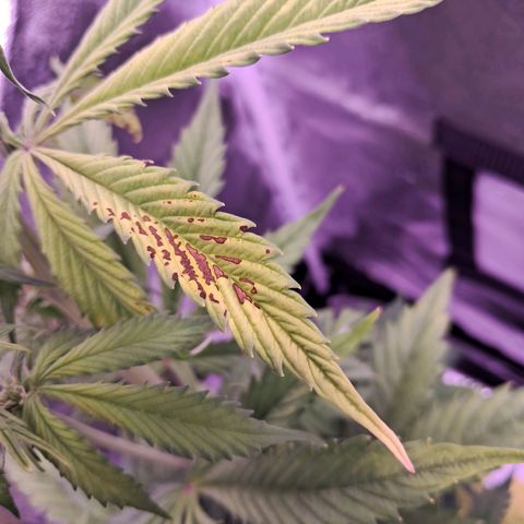 Blueberry Zkittlez Automatic growlog timeline photo