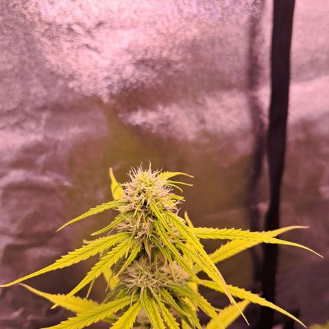 Blueberry Zkittlez Automatic growlog timeline photo