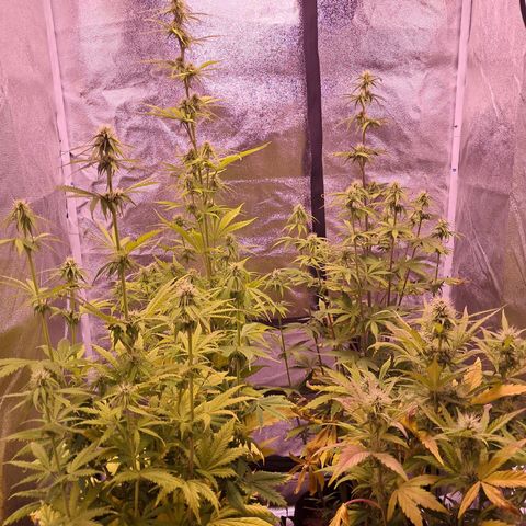 Blueberry Zkittlez Automatic growlog timeline photo