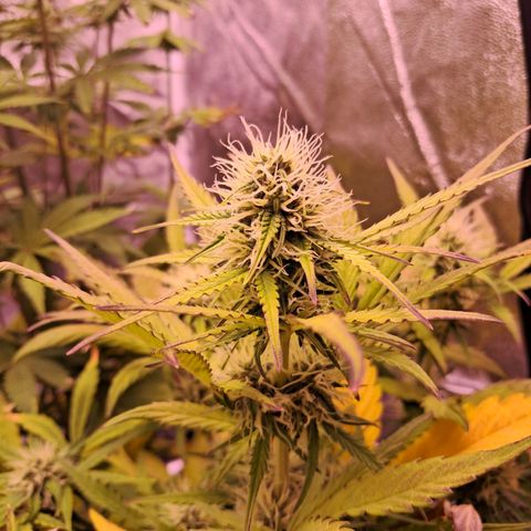 Blueberry Zkittlez Automatic growlog timeline photo
