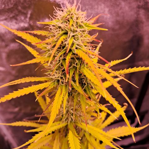 Blueberry Zkittlez Automatic growlog timeline photo