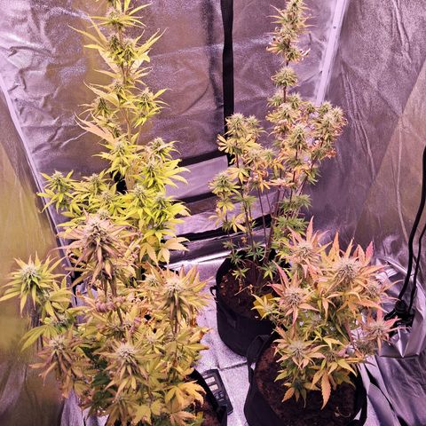 Blueberry Zkittlez Automatic growlog timeline photo