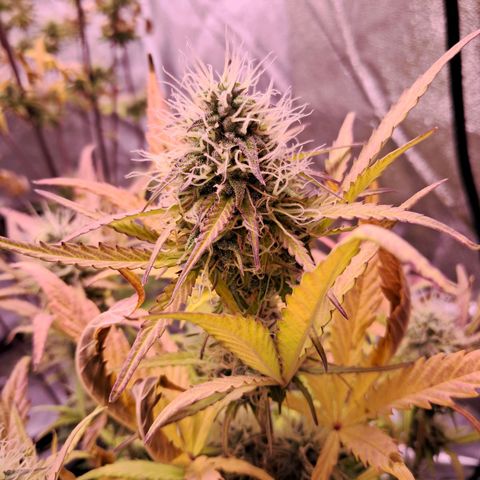 Blueberry Zkittlez Automatic growlog timeline photo