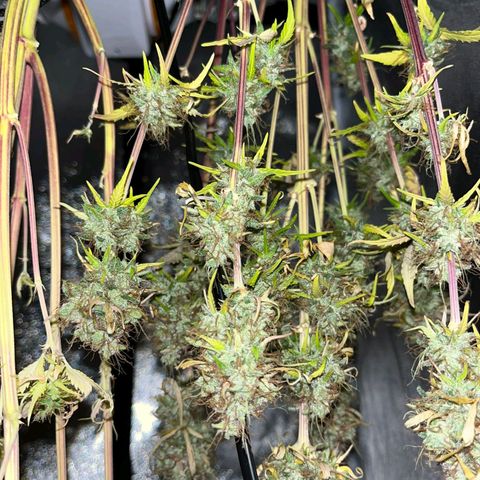 Blueberry Zkittlez Automatic growlog timeline photo