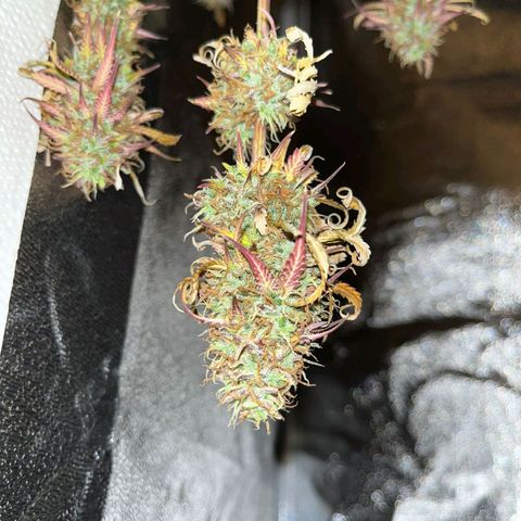 Blueberry Zkittlez Automatic growlog timeline photo