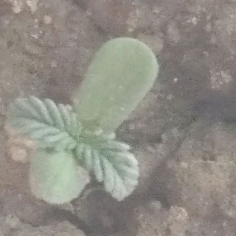 Mike 1 growlog timeline photo